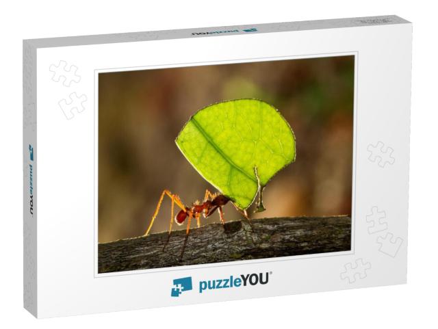 Leafcutter Ant Carrying a Leaf to Its Nest... Jigsaw Puzzle