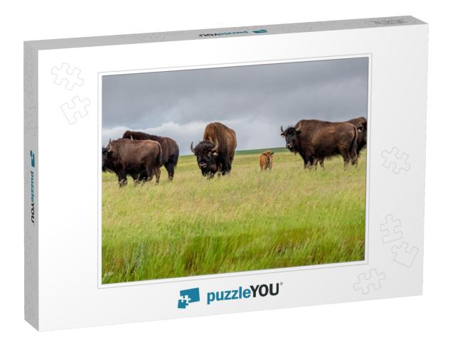 A Herd of Plains Bison with a Baby Calf in a Pasture in S... Jigsaw Puzzle