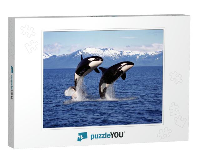 Killer Whale Orcinus Orca, Pair Leaping, Canada... Jigsaw Puzzle