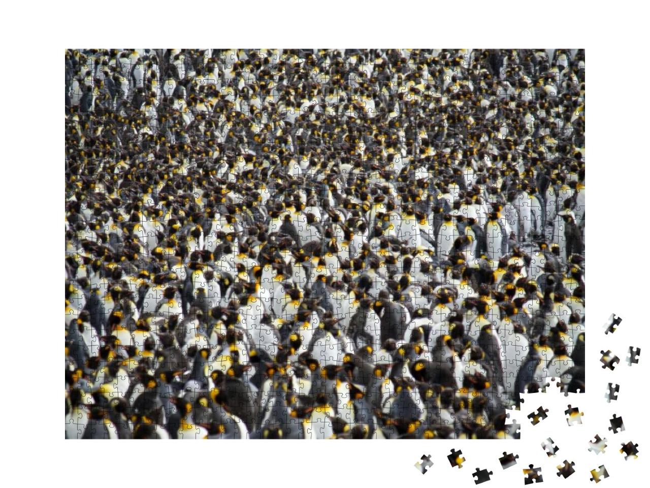 Colony of Hundreds of King Penguins, South Georgia. Wide... Jigsaw Puzzle with 1000 pieces