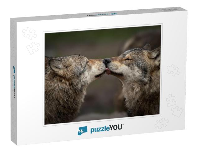 Gray Wolf Pack in Forest... Jigsaw Puzzle