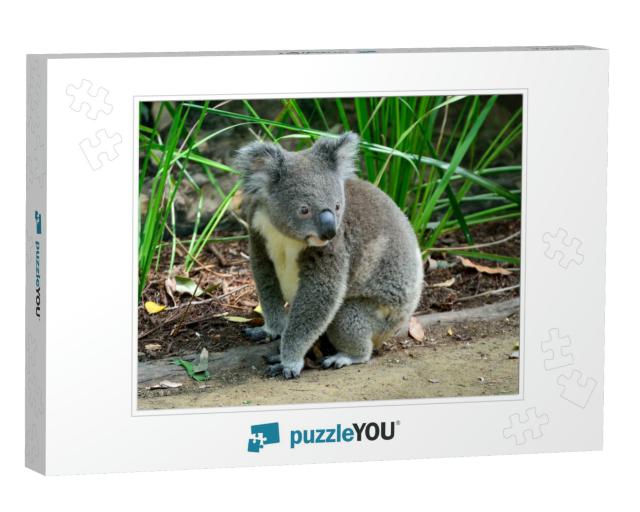 Koala Sitting on the Ground in Queensland, Australia... Jigsaw Puzzle