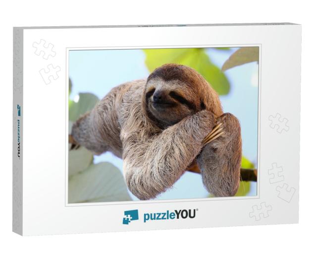 Happy Sloth Hanging on the Tree... Jigsaw Puzzle