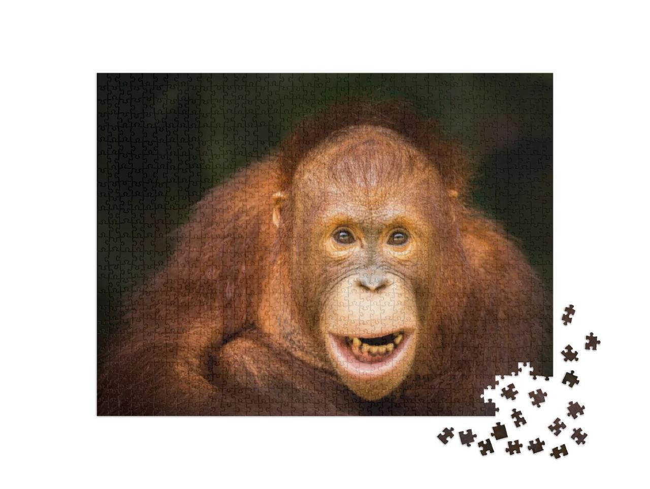 The Orangutan... Jigsaw Puzzle with 1000 pieces