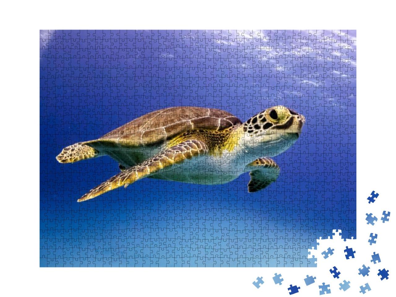 Young Hawksbill Turtle Swimming Along in Nassau, Bahamas... Jigsaw Puzzle with 1000 pieces