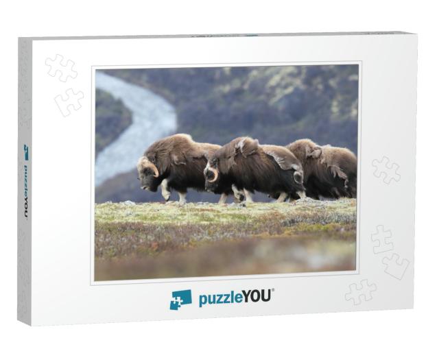 Muskox in Dovrefjell National Park, Norway... Jigsaw Puzzle