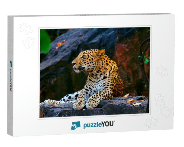 Indian Leopard, Panthera Pardus Fusca, Ranthambhore Tiger... Jigsaw Puzzle