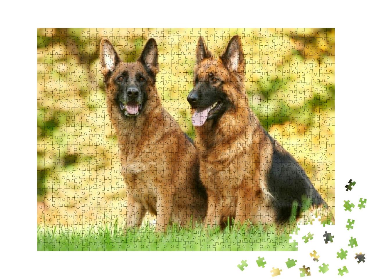 Two German Shepherd Dogs Sitting on Green Grass At Autumn... Jigsaw Puzzle with 1000 pieces