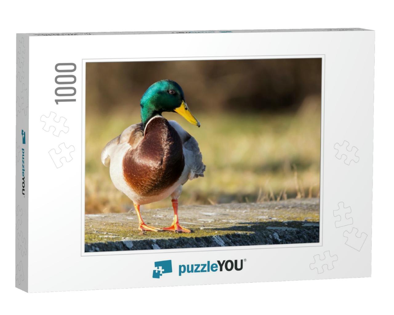 Mallard Anas Platyrhynchos Standing on the Shore, Male Wi... Jigsaw Puzzle with 1000 pieces