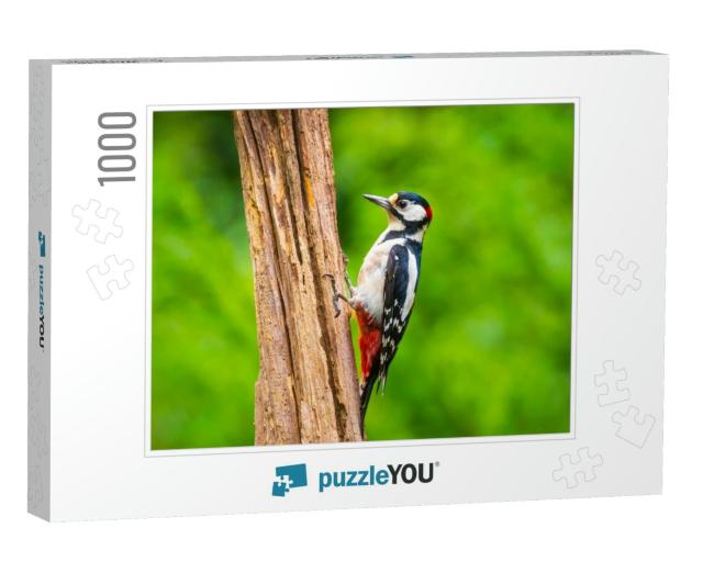 Closeup of a Great Spotted Woodpecker Bird, Dendrocopos M... Jigsaw Puzzle with 1000 pieces