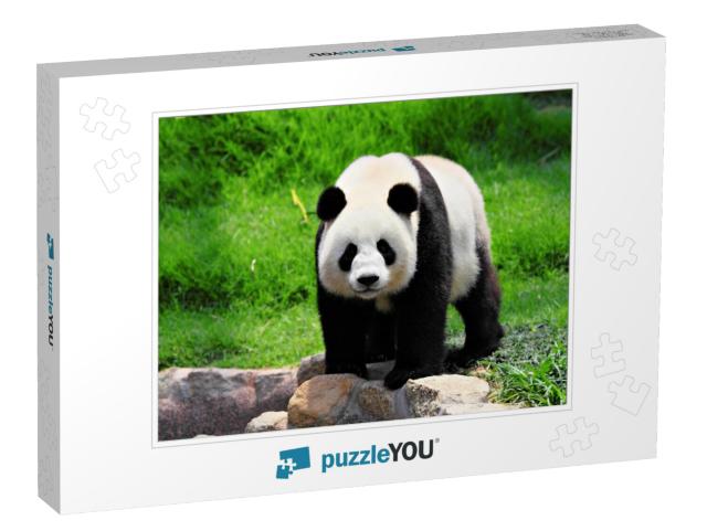 Panda... Jigsaw Puzzle