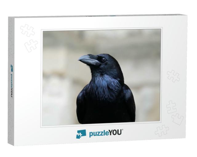 Close Up Portrait of a Common Raven Corvus Corax... Jigsaw Puzzle