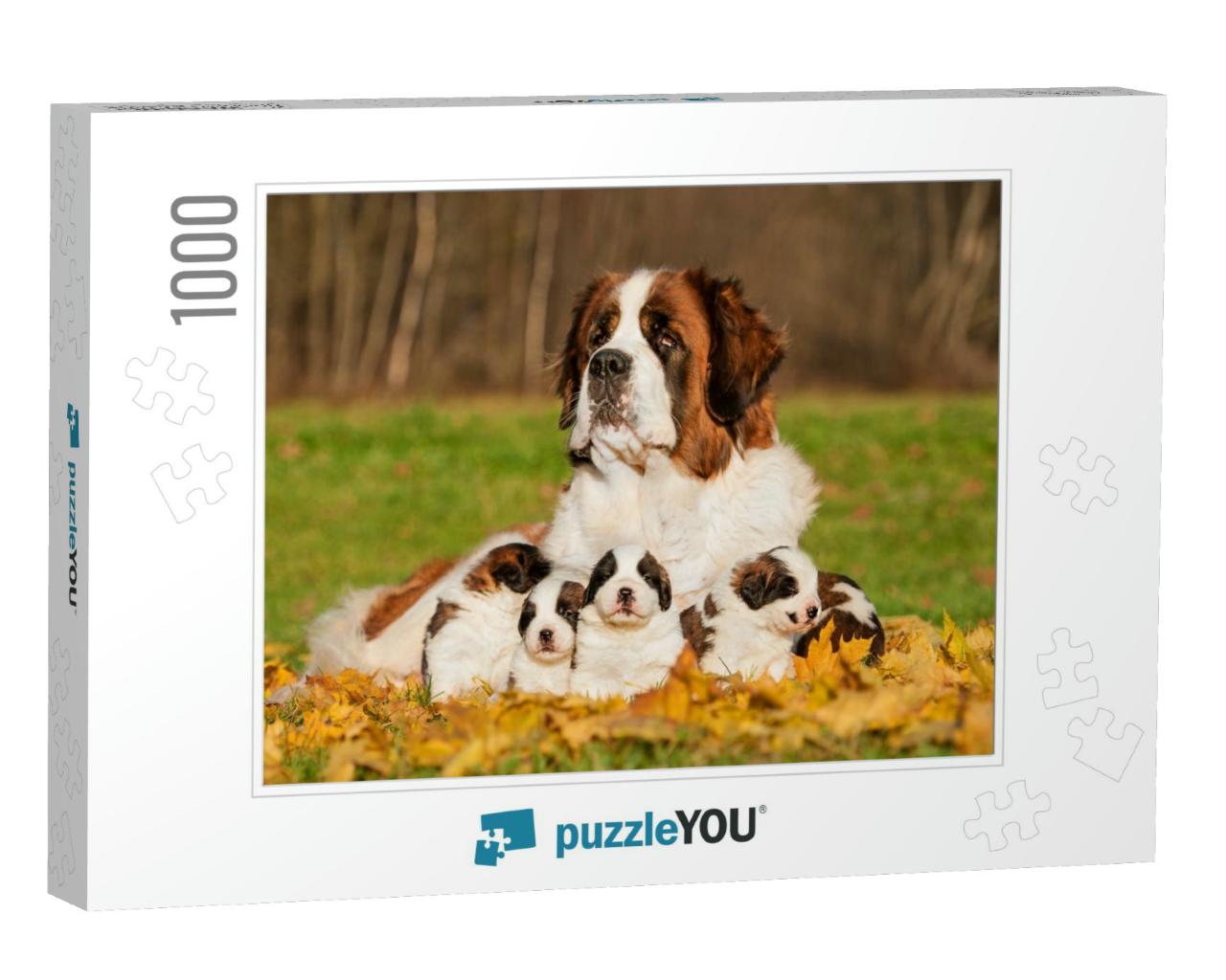 Saint Bernard Dog with Puppies in Autumn... Jigsaw Puzzle with 1000 pieces