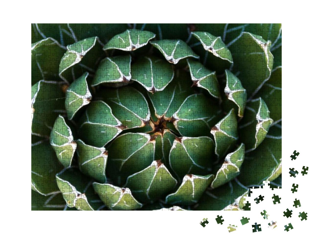 Beautiful Close-Up of a Flowering Green Victoria Agave Ca... Jigsaw Puzzle with 1000 pieces