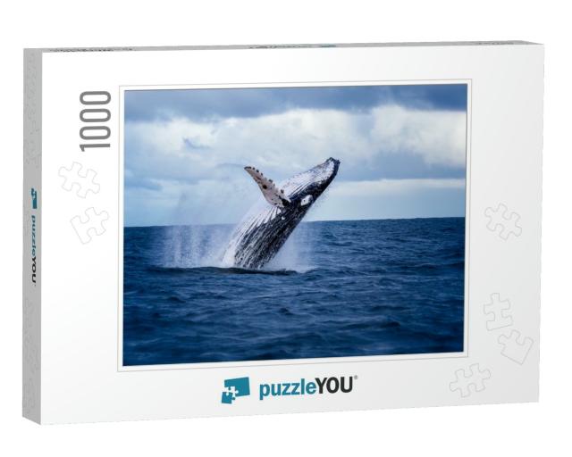 Humpback Whale Jumping Out of the Water in Australia. the... Jigsaw Puzzle with 1000 pieces