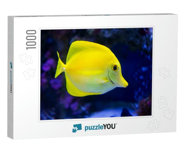 A Tropical Yellow Surgeon Fish Swimming in a Fishtank. Ho... Jigsaw Puzzle with 1000 pieces