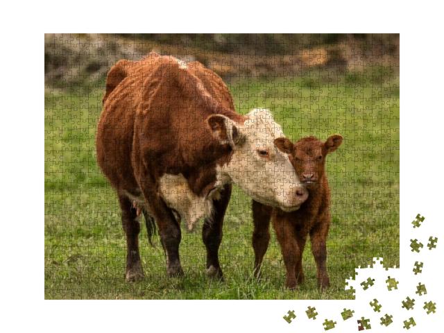Momma Cow & Calf... Jigsaw Puzzle with 1000 pieces