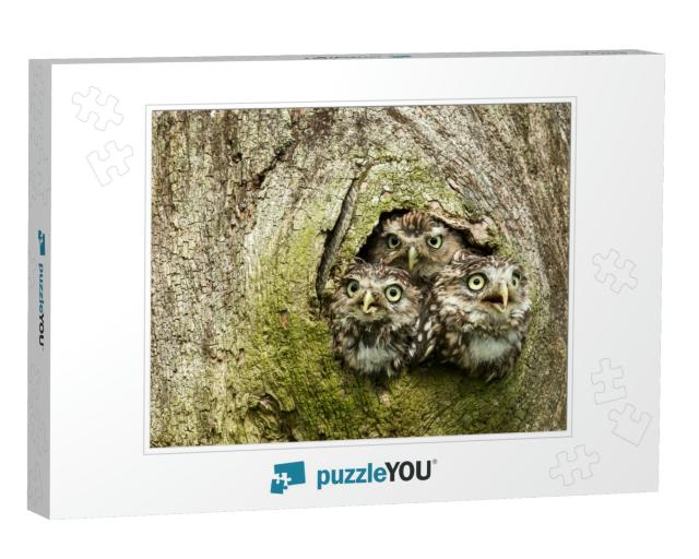 Three Little Owls in the Hollow of a Tree. Little Owl is... Jigsaw Puzzle