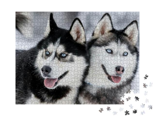 Portrait of a Siberian Husky, Friendship Forever. Pet. Hu... Jigsaw Puzzle with 1000 pieces
