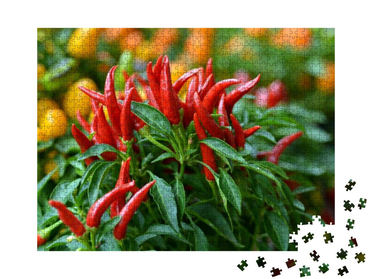 Birds Eye Chili Grow in the Garden. No People. Copy Space... Jigsaw Puzzle with 1000 pieces