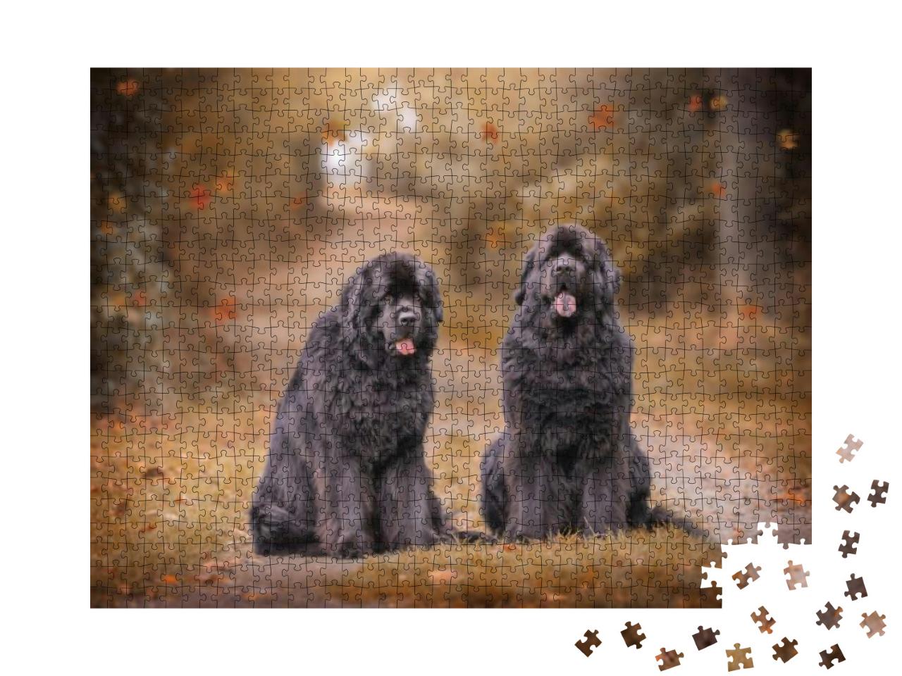 Amazing Newfoundland Dogs in Autumn... Jigsaw Puzzle with 1000 pieces