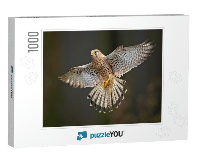 Common Kestrel Falco Tinnunculus is a Bird of Prey Specie... Jigsaw Puzzle with 1000 pieces