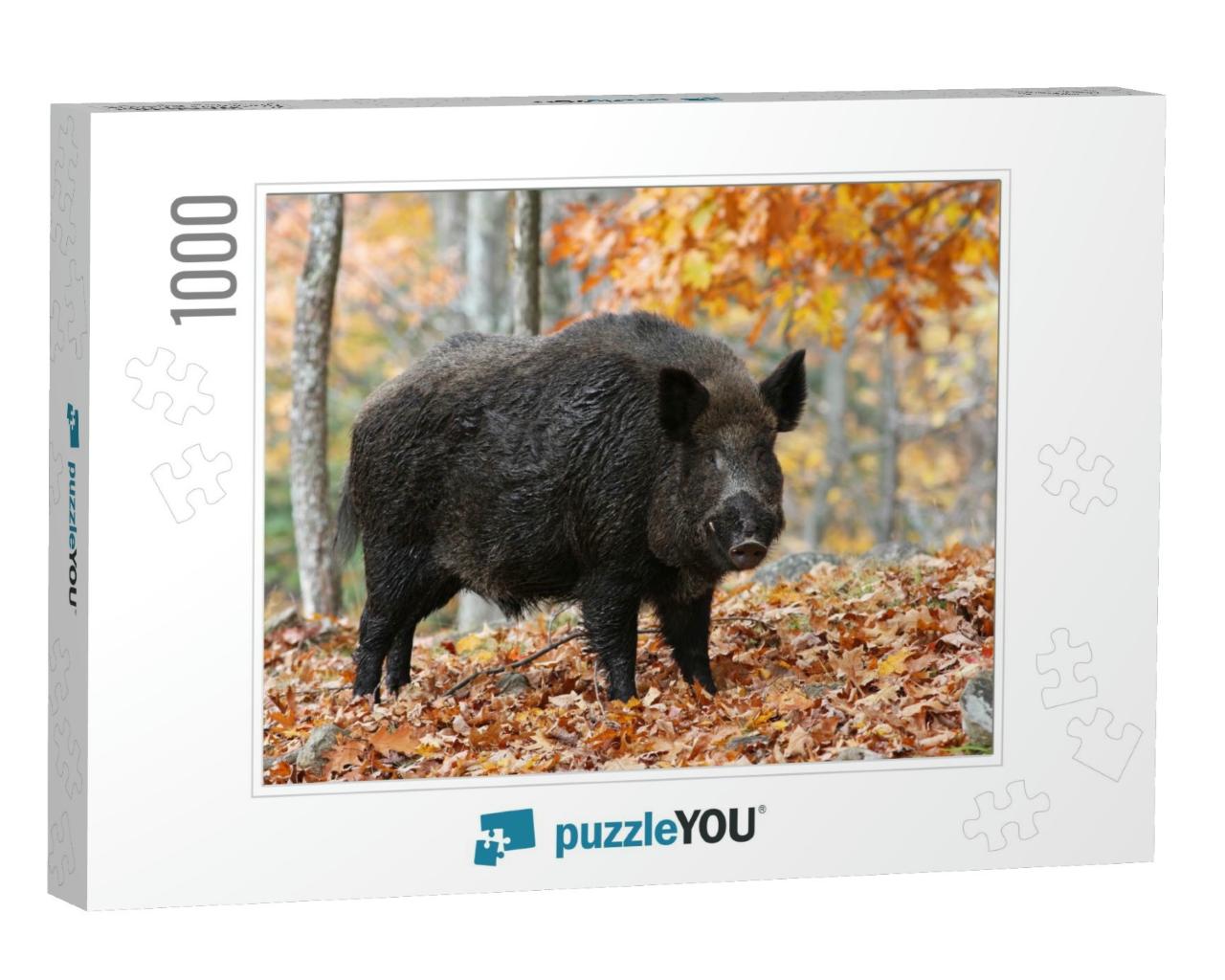 Male Wild-Boar in Autumn Forest... Jigsaw Puzzle with 1000 pieces