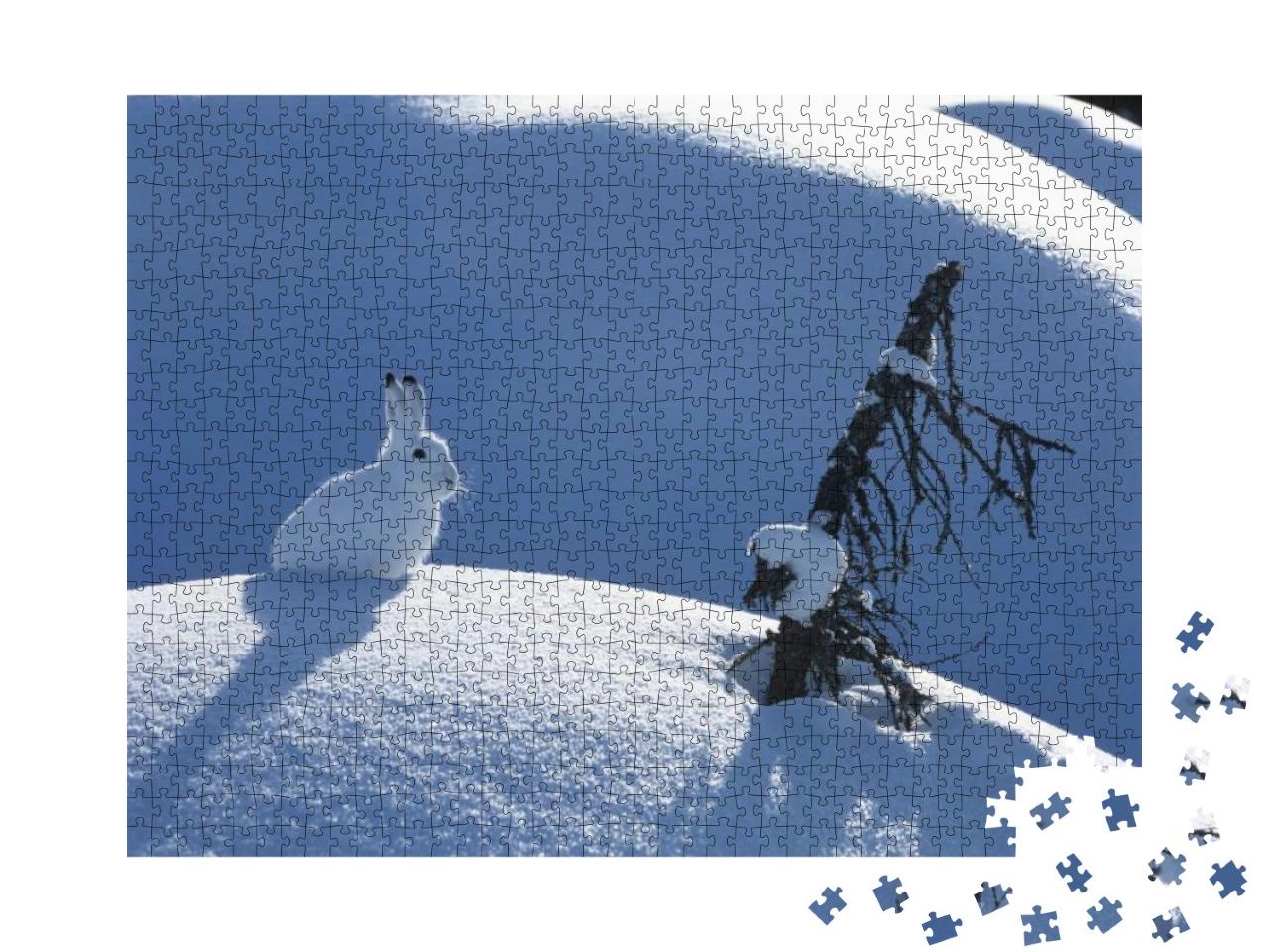 Arctic Hare... Jigsaw Puzzle with 1000 pieces