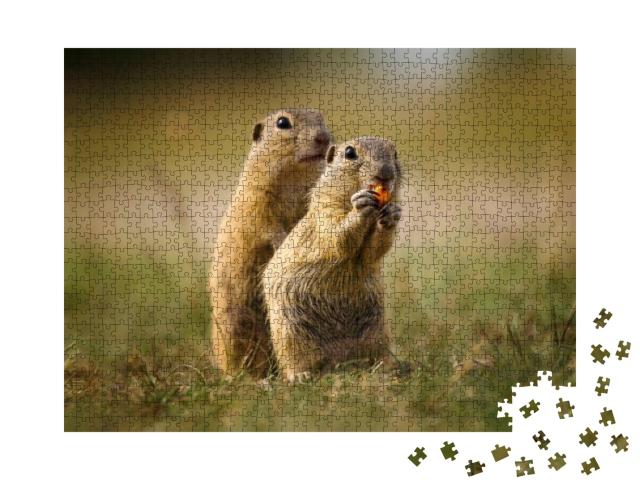 Ground Squirrel in Their Natural Environment. Wildlife Sh... Jigsaw Puzzle with 1000 pieces