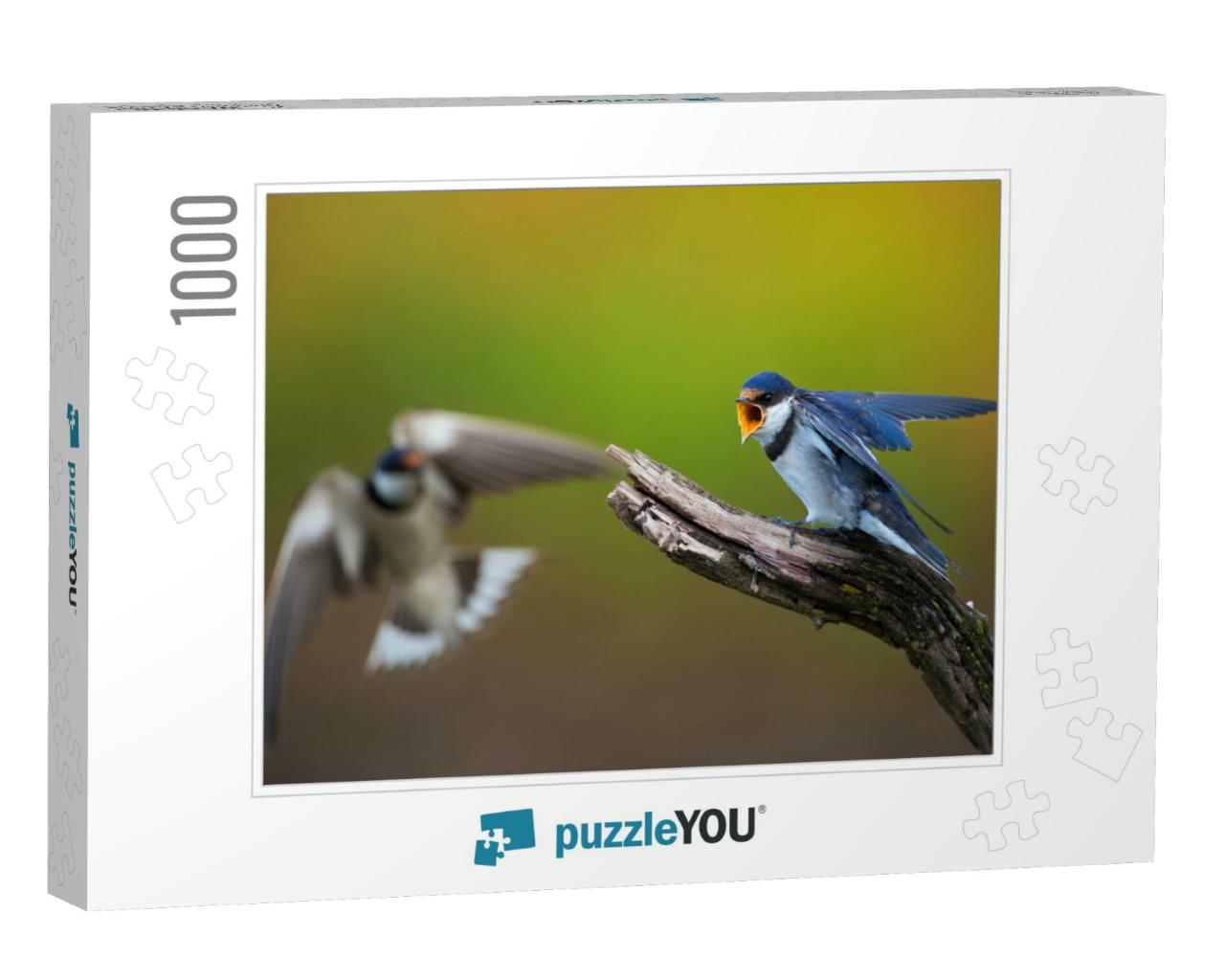 Two White-Throated Swallows in Confrontation... Jigsaw Puzzle with 1000 pieces