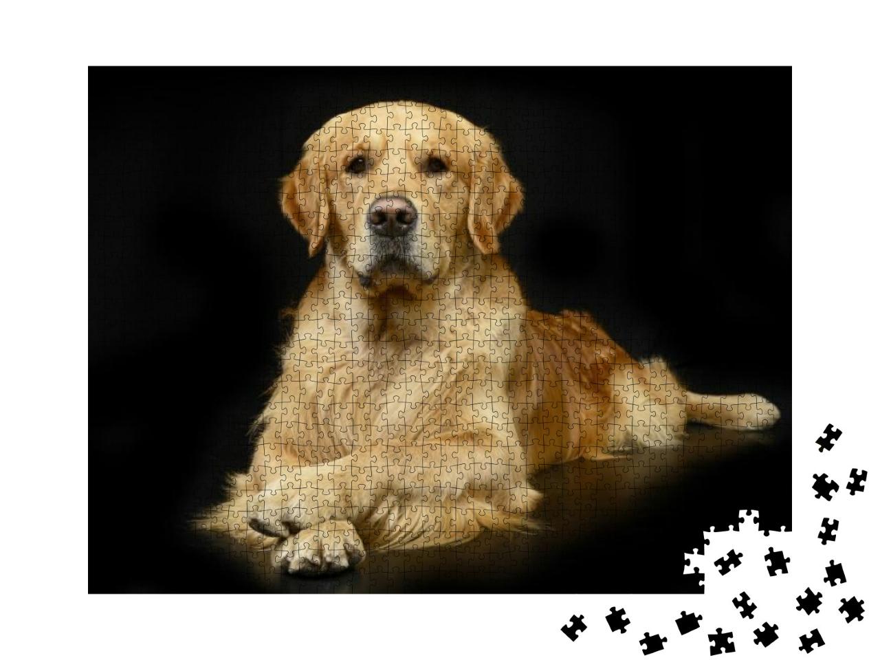 Studio Shot of an Adorable Golden Retriever Lying on Blac... Jigsaw Puzzle with 1000 pieces