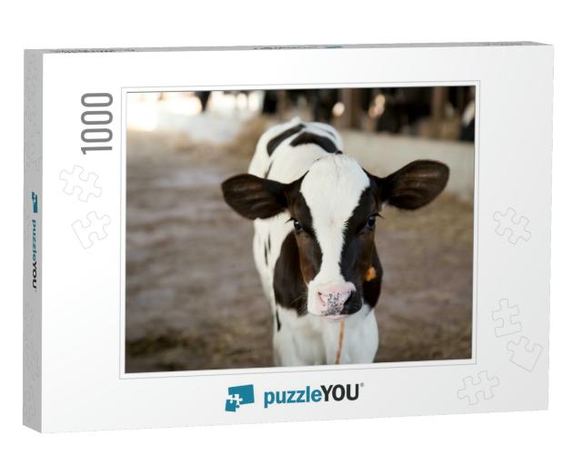 Young Black & White Calf At Dairy Farm. Newborn Baby Cow... Jigsaw Puzzle with 1000 pieces