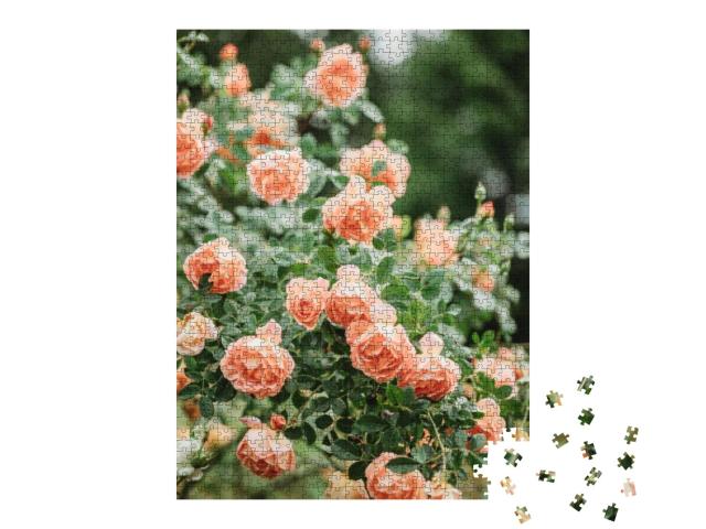 Delicate Peach Roses in a Full Bloom in the Garden. Close... Jigsaw Puzzle with 1000 pieces