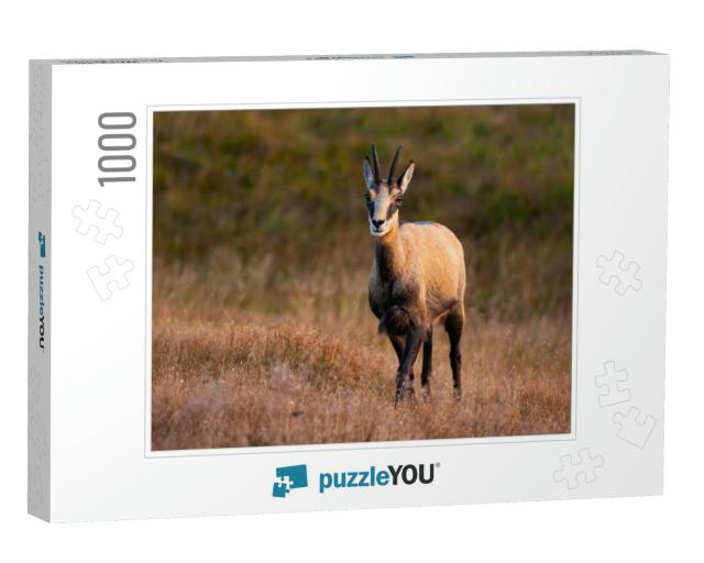 Smiling Tatra Chamois, Rupicapra Rupicapra, Standing with... Jigsaw Puzzle with 1000 pieces