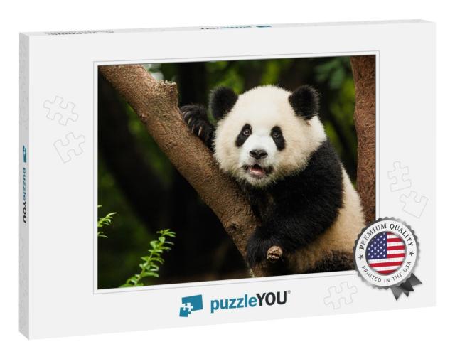 Panda in a Tree... Jigsaw Puzzle