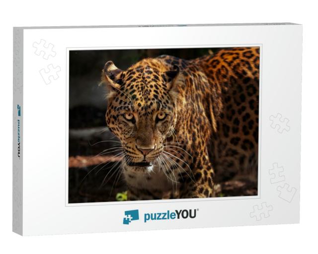 Attractive Image of a Powerful Hunter Jaguar... Jigsaw Puzzle