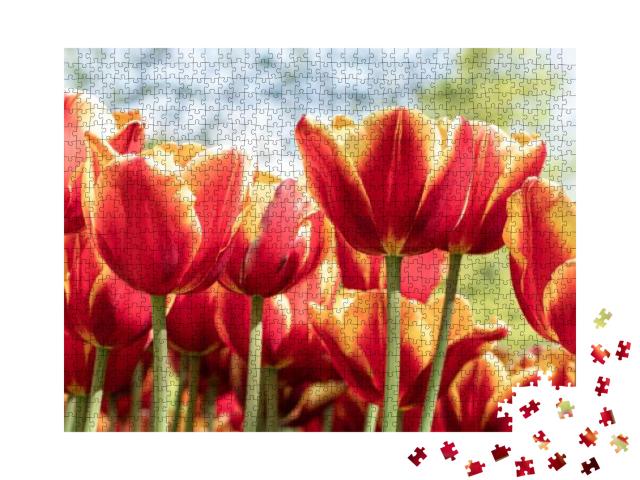 Tulip Garden Blooming on Season & Filed Fill Full Colorfu... Jigsaw Puzzle with 1000 pieces