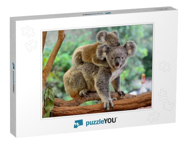 Mother Koala with Baby on Her Back, on Eucalyptus Tree... Jigsaw Puzzle