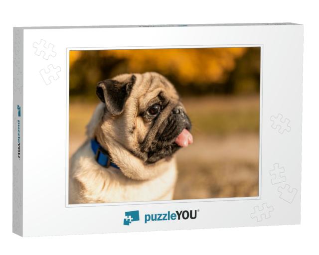 Portrait of a Pug Dog Sitting in the Autumn Park on Yello... Jigsaw Puzzle