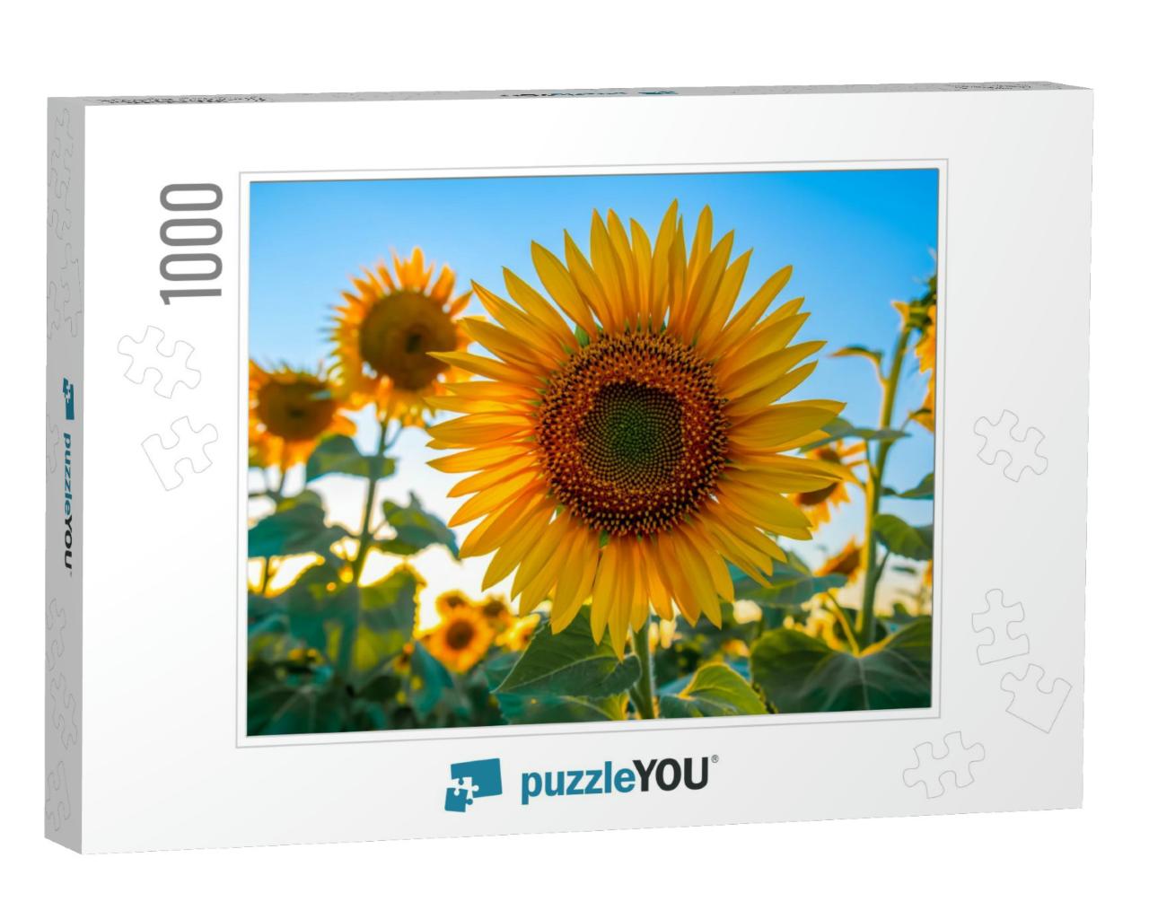 Sunflowers in the Field, Summertime Agricultural Backgrou... Jigsaw Puzzle with 1000 pieces