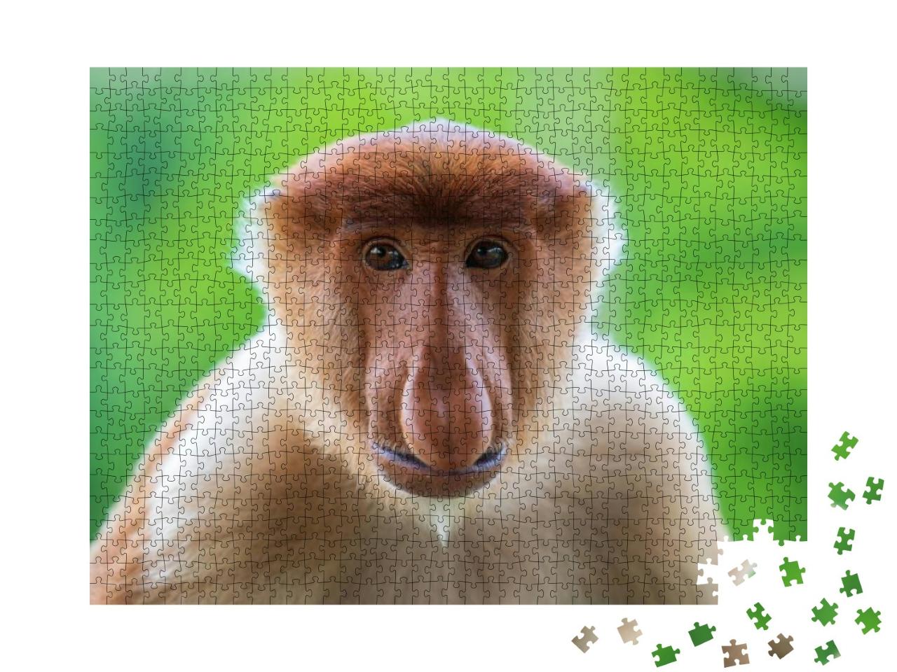Wild Proboscis Monkey or Nasalis Larvatus, in the Rainfor... Jigsaw Puzzle with 1000 pieces