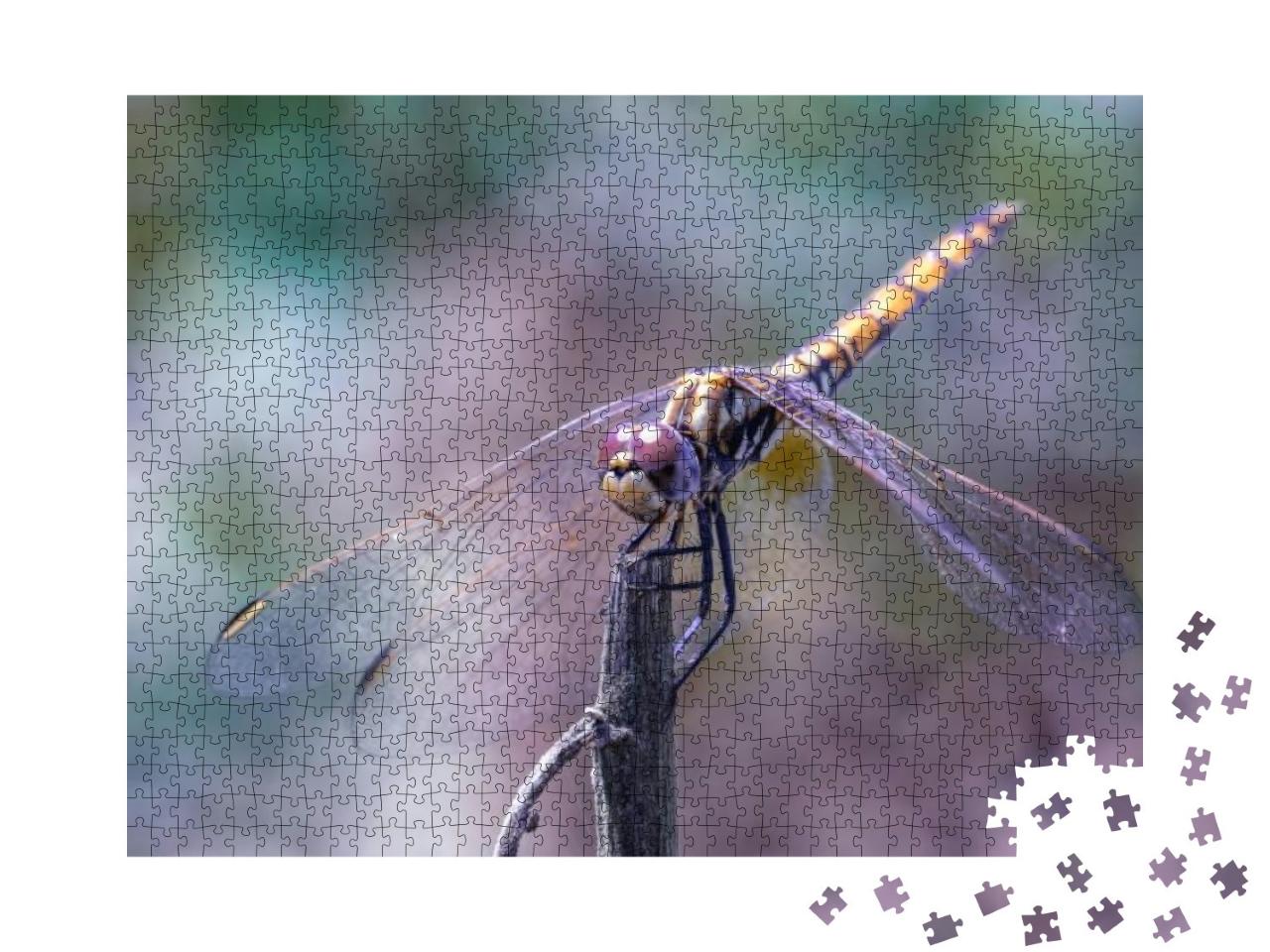 Macro Image of a Dragonfly, Odonata, Perched on a... Jigsaw Puzzle with 1000 pieces