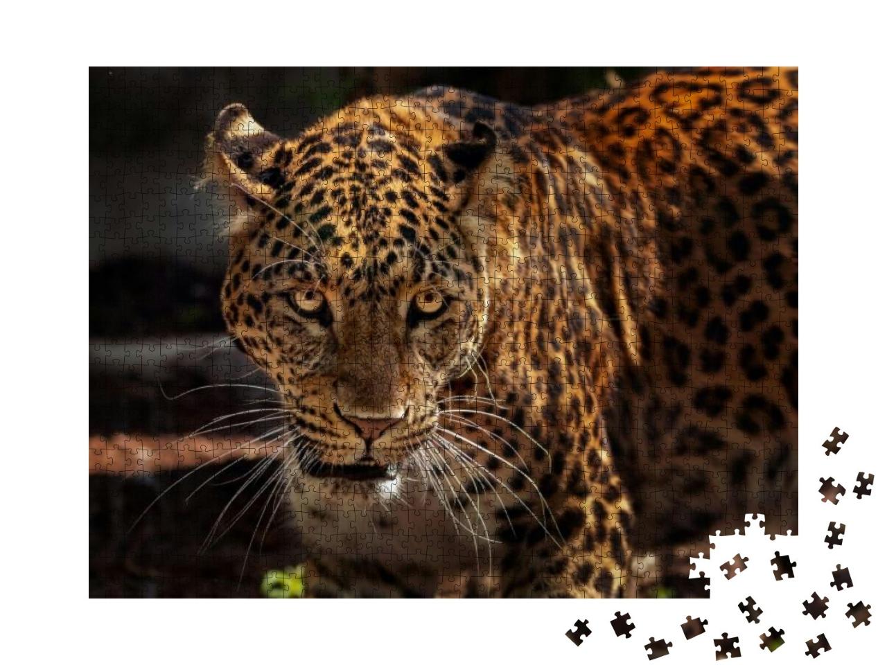 Attractive Image of a Powerful Hunter Jaguar... Jigsaw Puzzle with 1000 pieces