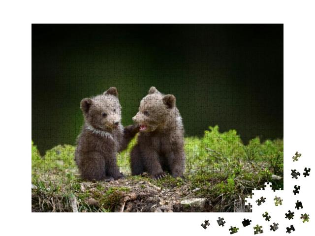 Two Young Brown Bear Cub in the Forest. Portrait of Brown... Jigsaw Puzzle with 1000 pieces