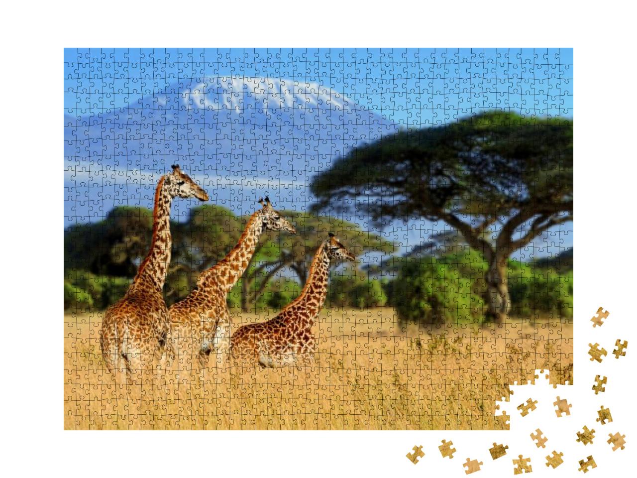 Three Giraffe on Kilimanjaro Mount Background in National... Jigsaw Puzzle with 1000 pieces