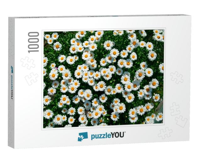 Lot of Daisies. Summer Flowers on the Field. View from Ab... Jigsaw Puzzle with 1000 pieces