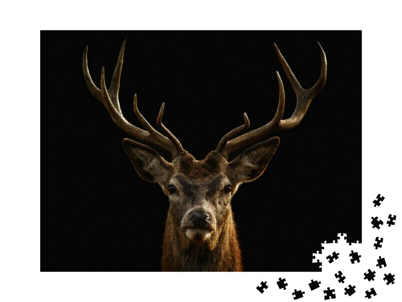 Red Deer Portrait on Black Background... Jigsaw Puzzle with 1000 pieces