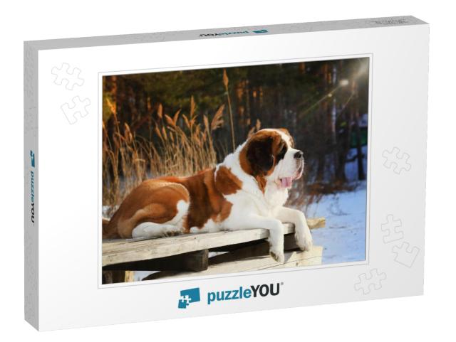 Purebred Dog Saint Bernard Lies on a Wooden Pier in the W... Jigsaw Puzzle