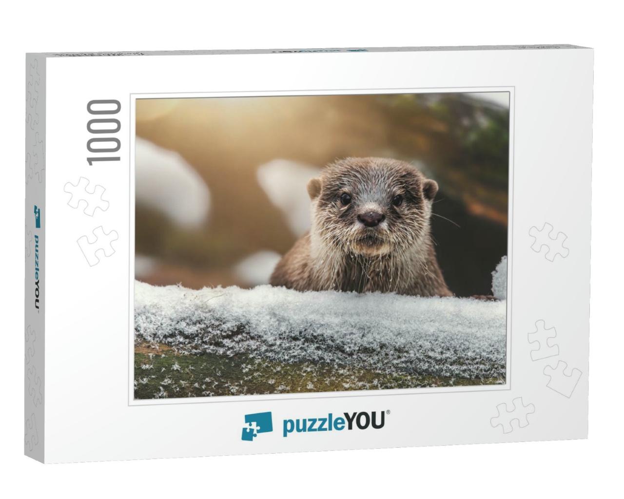 Otter Lutra Lutra & Her Cuteness & Her Funny Face... Jigsaw Puzzle with 1000 pieces