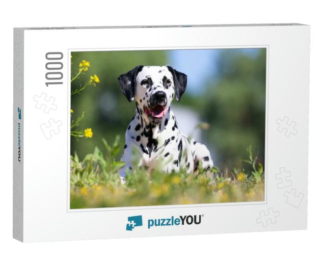 Summer Portrait of Cute Dalmatian Dog with Black Spots. S... Jigsaw Puzzle with 1000 pieces